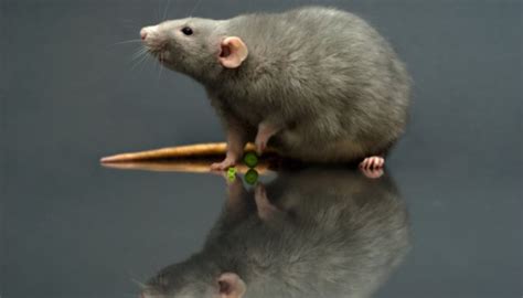why are rats similar to humans